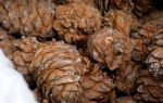 Как хранить кедровые орехи: способы и особенности, срок годности очищенных и неочищенных плодов