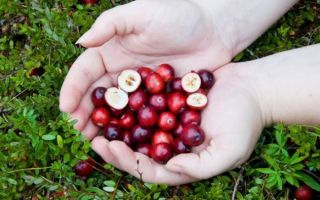 Клюква садовая – выращиваем ягоду дома для здоровья и красоты