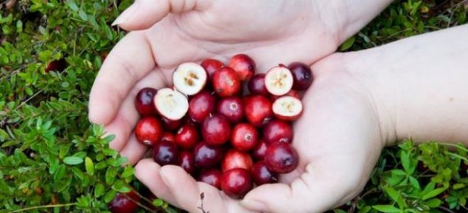 Клюква садовая – выращиваем ягоду дома для здоровья и красоты