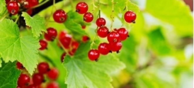 Красная смородина – садовая красавица и кладезь витаминов