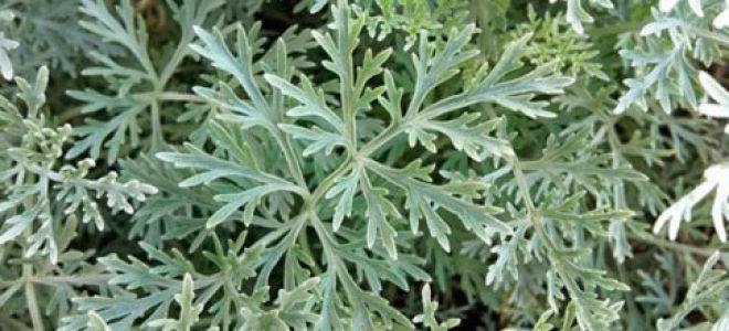 Полынь от клопов – проверяем эффектность бабушкиного метода