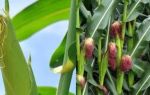 Кукурузные рыльца: показания и правила использования