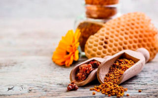 Пыльца пчелиная: полезные свойства и рекомендации