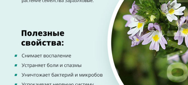 Очанка лекарственная: что это за трава и ее применение при заболеваниях глаз, cостав и свойства растения