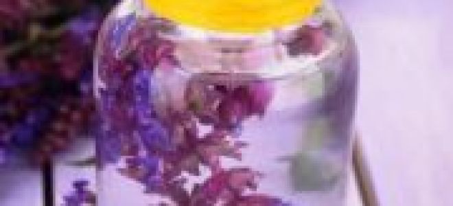 Шалфей мускатный: лечебные свойства и противопоказания в зависимости от сорта и способа приготовления