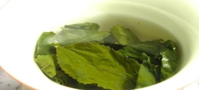 Листья хрена от отложения солей — особенности лечения