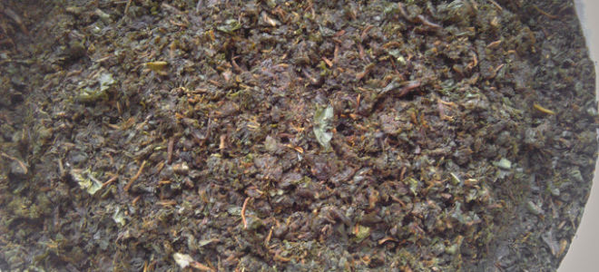 Иван чай – секреты заготовки и правила использования