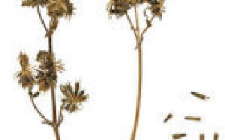 Отвар череды: применение лекарственной травы