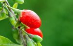 Ягоды годжи: полезные свойства и противопоказания, где можно купить ягоды и отзывы потребителей