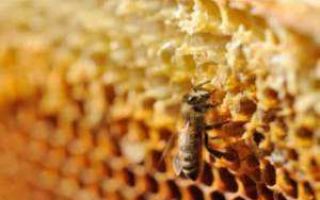 Белый мед: чем он отличается от других сортов меда?