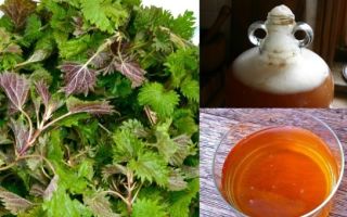 Квас из крапивы – рецепт приготовление вкусного и полезного напитка
