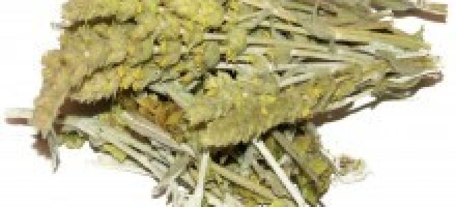 Горный чай – эликсир долголетия от греческих пастухов