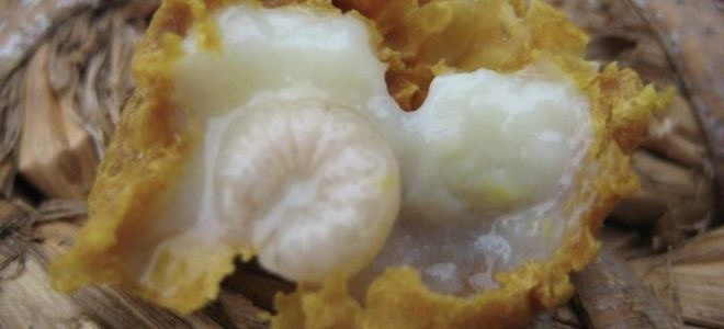 Маточное пчелиное молочко: польза королевского продукта