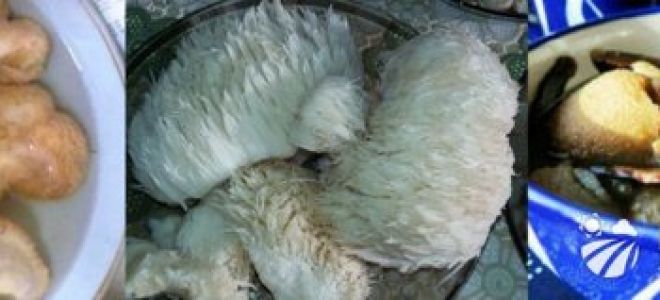 Ежевик (ежовик) гребенчатый: польза и способ приготовления