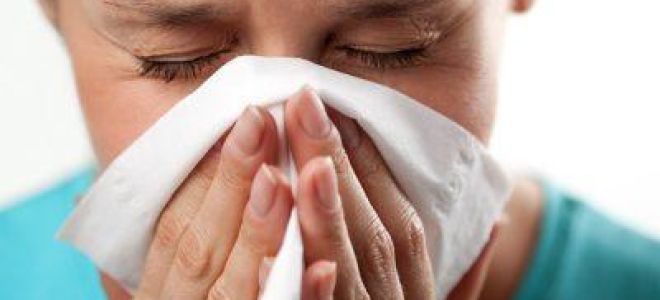 Сок каланхоэ: оптимальное лекарство при разных видах насморка