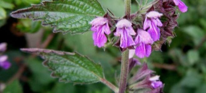 Белокудренник черный: целебные свойства и применение в народной медицине