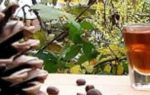 Настойка на кедровых орешках: лечебные эффекты и рецепт