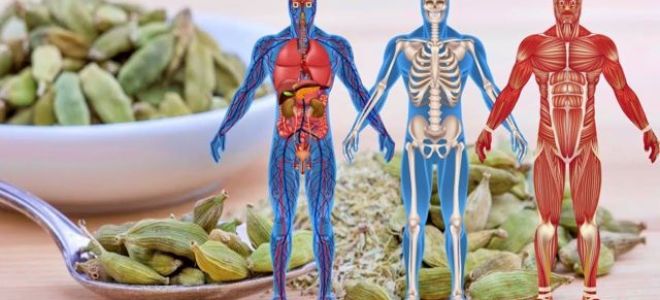 Кардамон – применение в качестве специи и лекарства