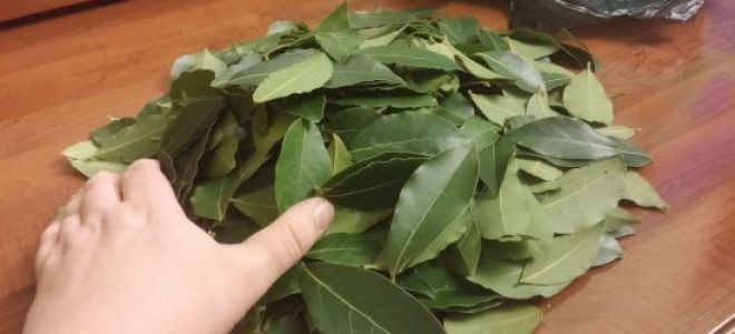 Настойка из лаврового листа: рецепты и применение, чем полезна для суставов и как её правильно пить