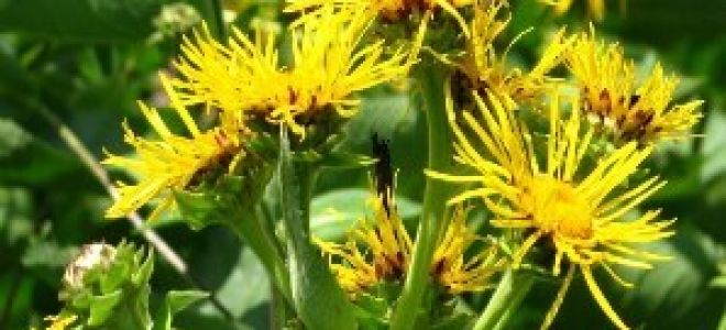 Сироп солодки — чистка лимфосистемы для укрепления здоровья