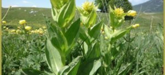 Горечавка: виды, обладающие лечебными свойствами и их применение