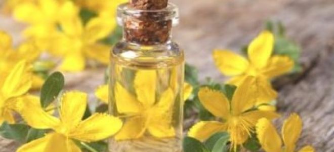 Масло зверобоя: для чего его применяют и какими свойствами оно обладает, как его сделать в домашних условиях