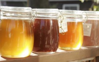 Таежный мед – воссоединение вкуса и пользы в одном продукте