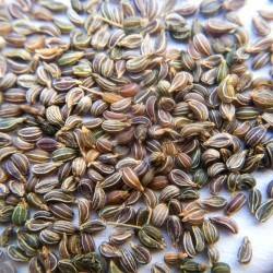 Семена петрушки в лечении различных заболеваний