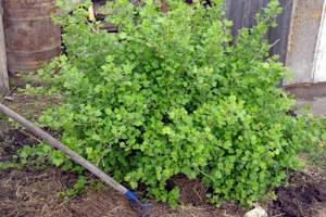 Листья крыжовника – полезные свойства и противопоказания зеленых врачей