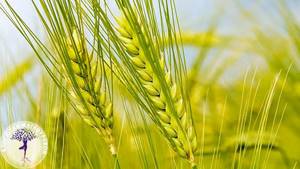 Сок ростков пшеницы: польза изумрудного коктейля