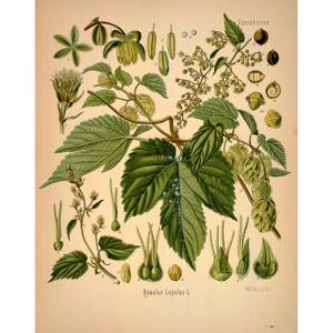 Шишки хмеля — целебные свойства лекарственного растения