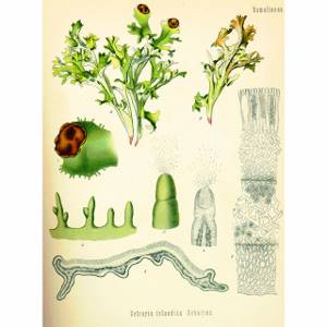 Исландский мох: лечебные свойства и противопоказания, польза и вред растения, где оно растет в России