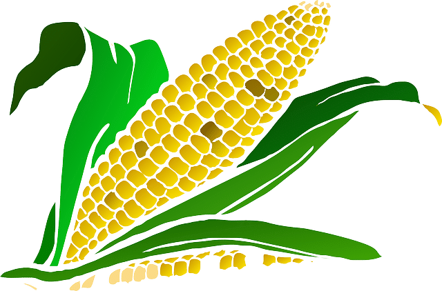 Кукуруза: калорийность и расшифровка витаминно-минерального состава
