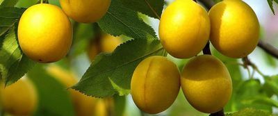 Алыча: полезные свойства кисло-сладких плодов