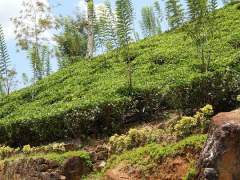 Цейлонский чай: путь от плантации до прилавка