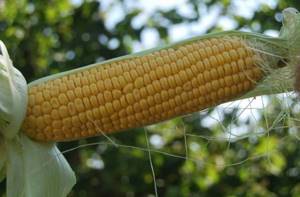 Кукуруза для попкорна – выбора сорта до и приготовление