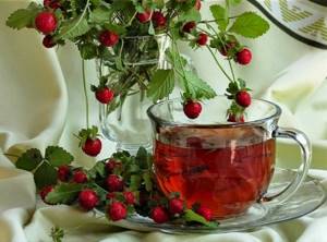 Полезные свойства и противопоказания листьев земляники: готовим лечебный чай