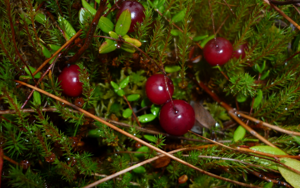 Клюква — состав болотной ягоды