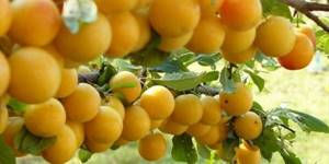 Алыча: полезные свойства кисло-сладких плодов