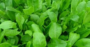 Щавель – польза и вред листового овоща