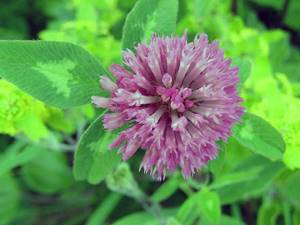 Клевер луговой – препараты растения и их свойства