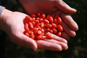 Ягоды годжи: полезные свойства и противопоказания, где можно купить ягоды и отзывы потребителей