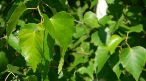 Отвар березовых листьев: разноплановое лечебное действие