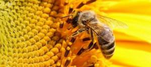 Пчелиный подмор: рецепты для суставов, приготовление настойки для лечения подагры и остеохондроза
