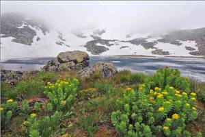Алтайский чай – источник здоровья от уникальной природы Алтая