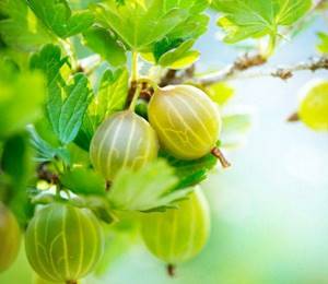 Листья крыжовника – полезные свойства и противопоказания зеленых врачей
