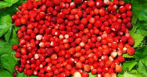 Лесная земляника – чего ждать от употребления этой ягоды?