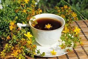 Зверобой: когда собирать и как правильно сушить, заготовка на зиму для приготовления чая в домашних условиях