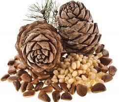 Кедровые орехи: польза и вред, сколько можно и нужно съедать в день, калорийность продукта, его цена