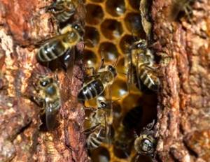 Дикий мёд – изучаем уникальное и целебное лакомство